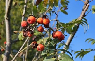 Afbeelding Lijsterbes - Sorbus aucuparia