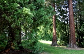 Afbeelding Mammoetboom 'Glaucum' - Sequoiadendron giganteum 'Glaucum'