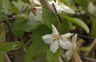 Afbeelding Perzik 'Peregrine'  - Prunus persica 'Peregrine'