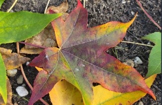 Afbeelding Amberboom - Liquidambar styraciflua