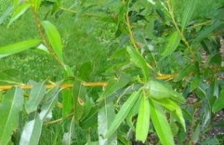 Afbeelding Schietwilg 'Chermesina' - Salix alba 'Chermesina'