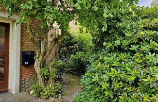 Afbeelding Kronkelhazelaar - Corylus avellana 'Contorta'