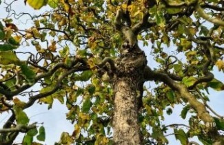 Afbeelding Kronkelhazelaar  - Corylus avellana 'Contorta'