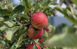Afbeelding Appel 'Elstar' hoogstam - Malus domestica 'Elstar'
