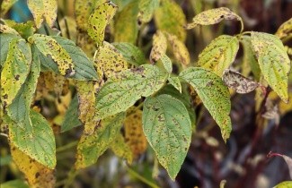 Afbeelding Geelhoutige Kornoelje - Cornus sericea 'Flaviramea'