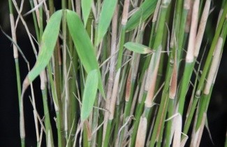 Afbeelding Bamboe 'Jumbo' - Fargesia murieliae 'Jumbo'