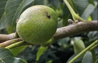 Afbeelding Walnoot 'Coenen' - Juglans regia 'Coenen'