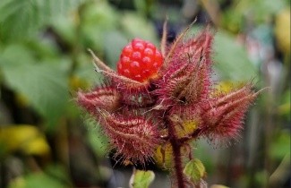 Afbeelding Japanse Wijnbes - Rubus phoenicolasius