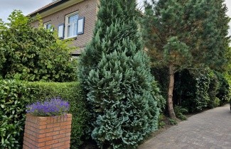 Afbeelding Blauwe Californische cypres - Chamaecyparis lawsoniana 'Columnaris'