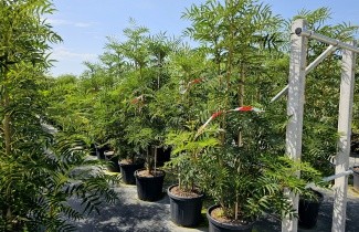 Afbeelding Lijsterbes 'Dodong' - Sorbus 'Dodong'