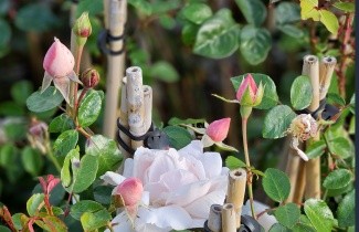 Afbeelding Klimroos 'New Dawn' - Rosa 'New Dawn'