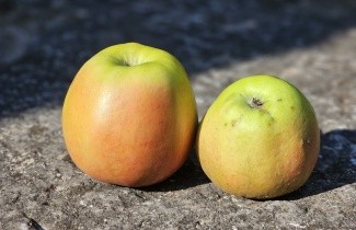 Afbeelding Appel 'Delcorf' - Malus domestica 'Delcorf'