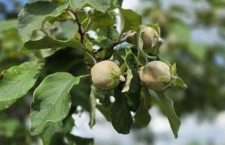 Afbeelding Kweepeer - Cydonia oblonga 'Champion'