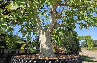 Afbeelding Vijg - Ficus carica