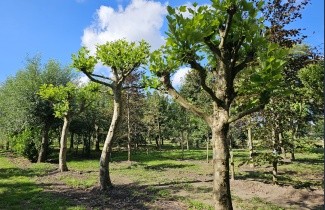 Afbeelding Plataan - Platanus x hispanica