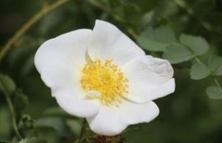 Afbeelding Duinroos - Rosa pimpinellifolia