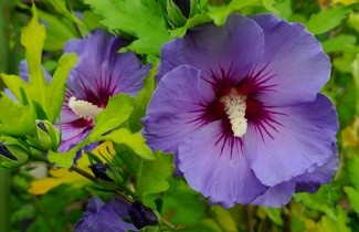 Afbeelding Altheastruik  'Marina' - Hibiscus syriacus 'Marina'
