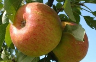 Afbeelding Appel 'Benoni' - Malus domestica 'Benoni'