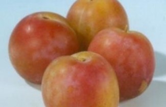 Afbeelding Pruim 'Reine Claude van Schouwen' - Prunus domestica 'Reine Claude van Schouwen'