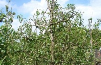 Afbeelding Handpeer 'Charneux de Legipont' - Pyrus communis 'Charneux de Legipont'