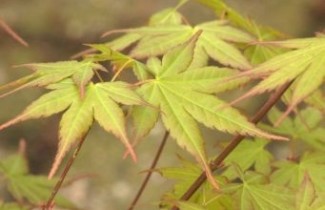 Afbeelding Japanse Esdoorn 'Asahi-zuru' - Acer palmatum 'Asahi-zuru'
