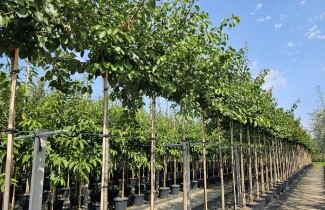 Afbeelding Abrikoos 'Tros Oranje' - Prunus armeniaca 'Tros Oranje'