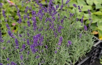 Afbeelding Lavendel 'Hidcote' - Lavandula ang. 'Hidcote'