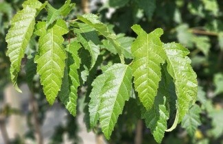 Afbeelding Esdoorn - Acer tataricum subsp. ginnala