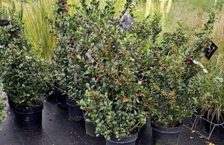 Afbeelding Blauwe Hulst - Ilex meserveae 'Blue Maid'