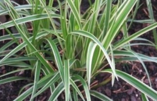 Afbeelding Japanse zegge 'Variegata' - Carex morrowii 'Variegata'