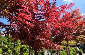 Afbeelding Japanse Esdoorn 'Skeeter's Broom' - Acer palmatum 'Skeeter's Broom'
