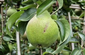 Afbeelding Handpeer 'Charneux de Legipont' - Pyrus communis 'Charneux de legipont'