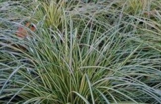 Afbeelding Japanse zegge 'Evergold'  - Carex oshimensis 'Evergold'