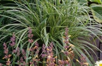 Afbeelding Zegge 'Vanilla Ice' - Carex foliosissima 'Vanilla Ice'