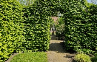 Afbeelding Haagbeuken voor hagen - Carpinus betulus
