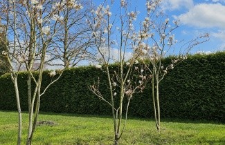 Afbeelding Krentenboompje 'Snowflakes' - Amelanchier laevis 'Snowflakes'