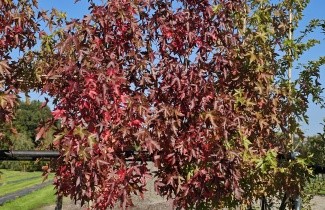 Afbeelding Amberboom 'Worplesdon' - Liquidambar styraciflua 'Worplesdon'