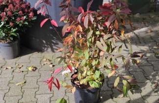 Afbeelding Bloemwilg 'Henry's Garnet' - Itea virginica 'Henry's Garnet'