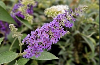 Afbeelding Vlinderstruik 'Lochinch' - Buddleja davidii 'Lochinch'