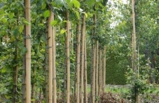 Afbeelding Wilde appel - Malus sylvestris