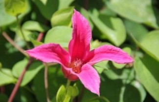 Afbeelding Bosrank 'Princess Diana' - Clematis 'Princess Diana'