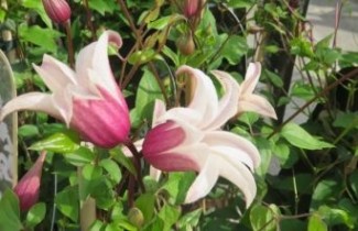 Afbeelding Bosrank 'Princess Kate' - Clematis 'Princess Kate'