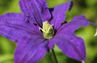 Afbeelding Bosrank 'Rhapsody' - Clematis 'Rhapsody'