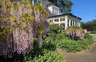 Afbeelding Blauwe Regen 'Issai' - Wisteria formosa 'Issai'