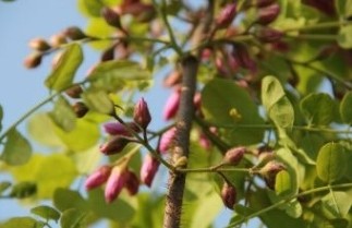 Afbeelding Acacia - Robinia elliottii