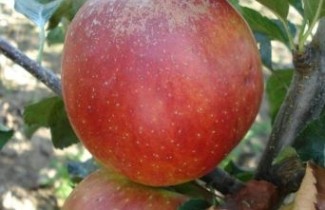 Afbeelding Appel 'Elise' - Malus domestica 'Elise'
