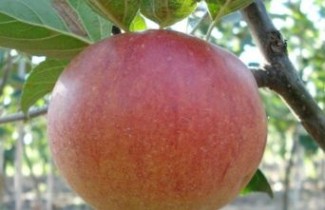 Afbeelding Appel 'Fiesta' - Malus domestica 'Fiesta'