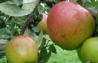 Afbeelding Appel 'Franse Bellefleur' - Malus domestica 'Franse Bellefleur'