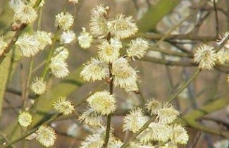 Afbeelding Boswilg - Salix caprea