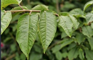 Afbeelding Kers 'Schneider Spate Knorpel' - Prunus avium 'Schneider's Späte Knorpelkirsche'
